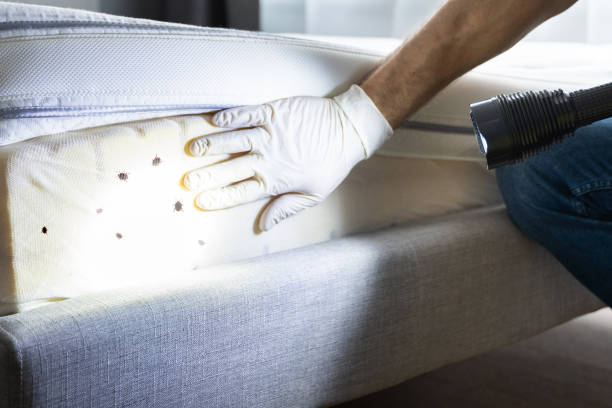 Best Mosquito Control Services  in Madera Ranchos, CA