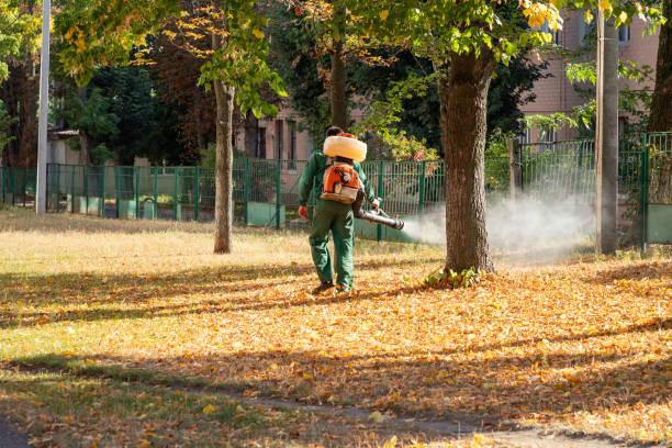 Best Flea Control Services  in Madera Ranchos, CA