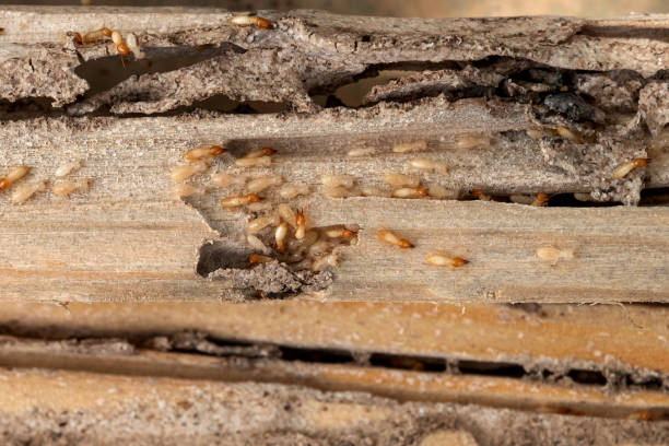 Best Affordable Pest Control Services  in Madera Ranchos, CA